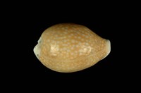 藏品(初雪寶螺)的圖片